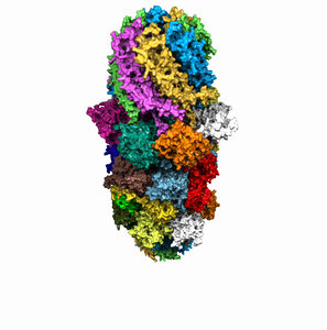 20S Immunoproteasome (i20S) from Human