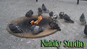 City Pigeons Gathering Around Fire HD 720P