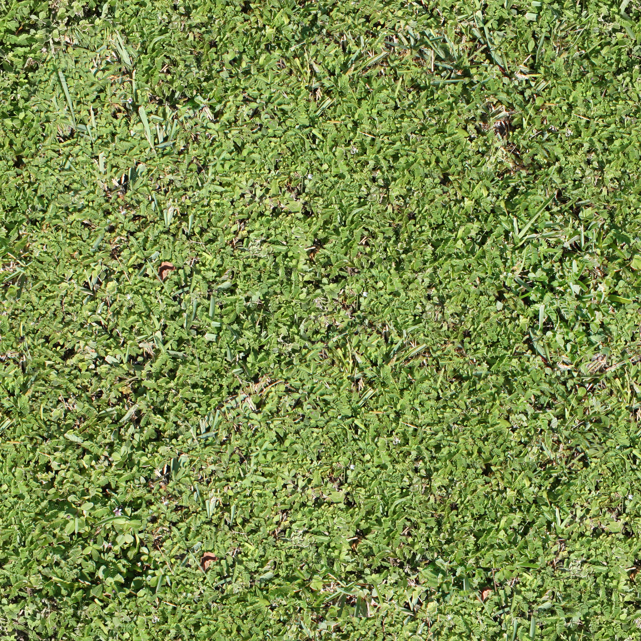 Grass texture бесшовная