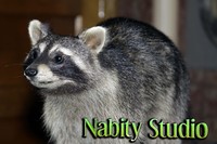 Stuffed Raccoon Close Up 5 MB