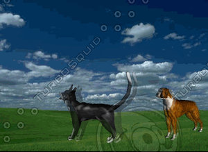 Cat Chasing Dog Animated GIF