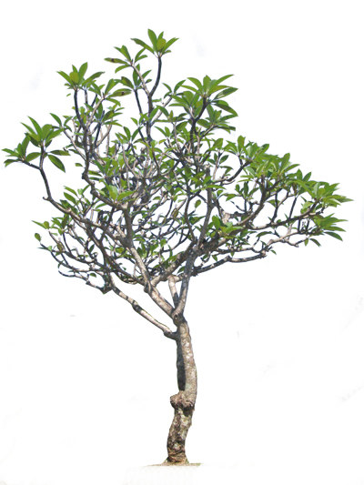 Texture PNG frangipani tree plumeria