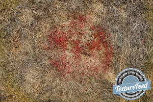 Grass Texture 02