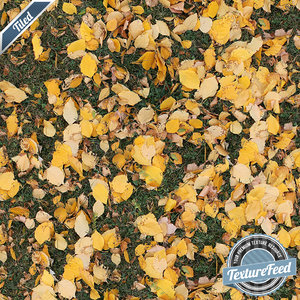 Grass Texture 06 | Tiled