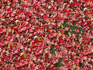 ground maple leaf