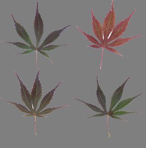 red maple leaf