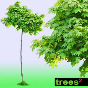 Maple Tree Acer Globosum