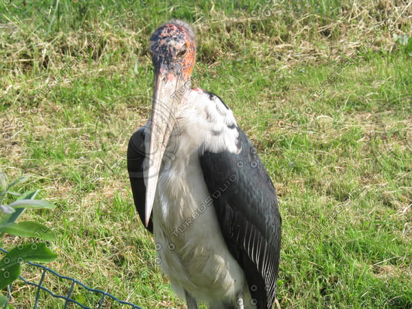 Stock JPEG marabou bird feather