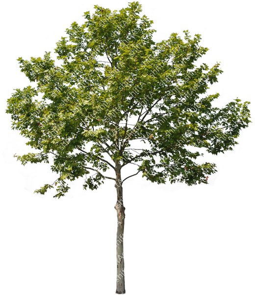 Get Arboles Jpg Photoshop Pics
