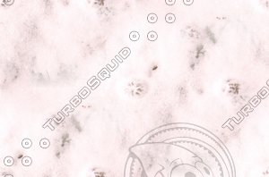 cat footprints