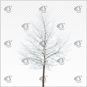 tilia_m_061_win