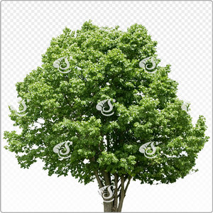 tilia_m_092_sum