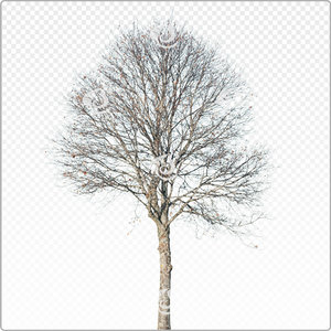 tilia_m_151_win