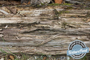 Wood Texture 19