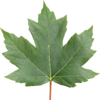 Sugar Maple Large