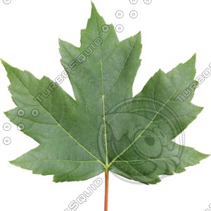 Sugar Maple Large