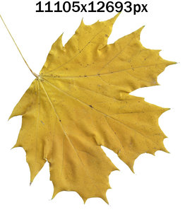 Autumn leaf (huge resolution 11105x12693)