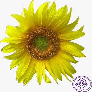 Sunflower A