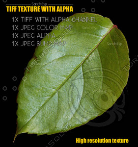 Leaf 001