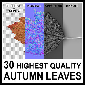 30 High Quality Autumn Leaves