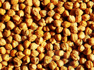 Kabuli gram texture map 10