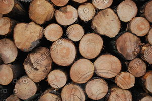 Log_Texture_0003
