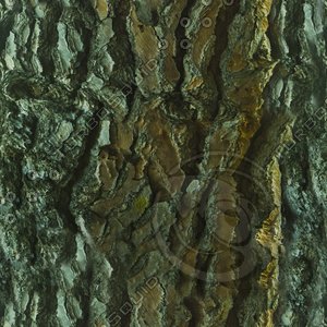 Tree Trunk II