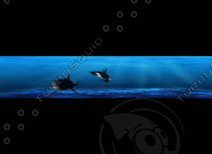 Whale And Shark Animated GIF