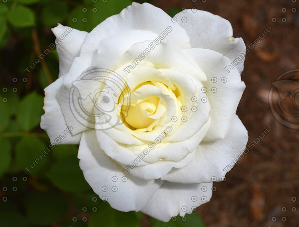 Stock JPEG rose flower image