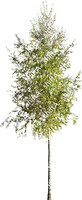 Birch 01 HD