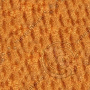 Cat skin