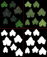 Ivy leaves front and back