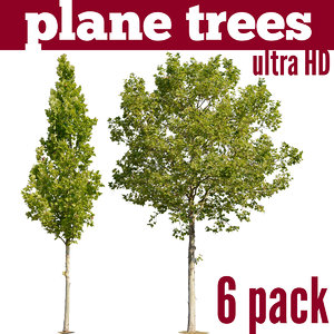 Plane Trees - 6 pack