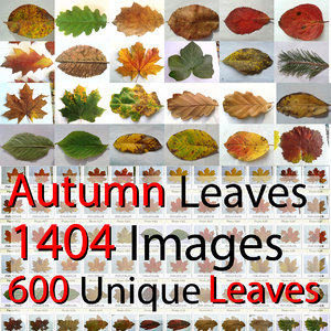 Autumn Fall Leaves HUGE collection Maple Oak Walnut Ivy Wine Needles