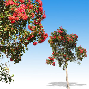 Red Flowering Tree