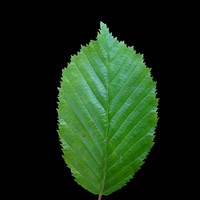 Beech Leaf 2 - 2048 x 2048