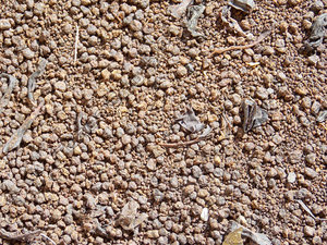 Indian tea texture map 07