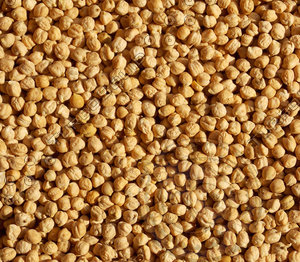 Kabuli Gram Texture 04