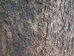 Free bark tree