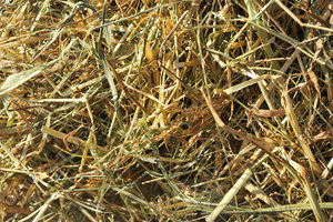 Hay_0002