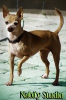 Chihuahua Dog Stock Photo