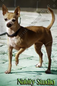 Chihuahua Dog Stock Photo