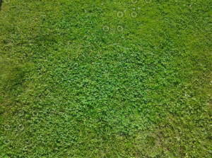 Variety grass mid resolution