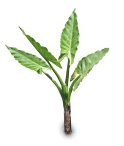 Typhonodorum lindleyanum