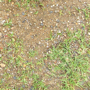 Soil with Grass Texture Map