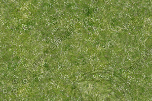 Grass and flowers field