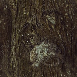 Tree Trunk IV