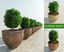 bushes pots 3d model