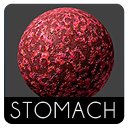 Stomach Anatomy Texture