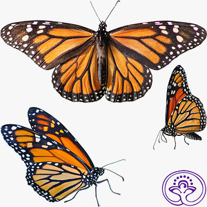 Monarch Butterfly